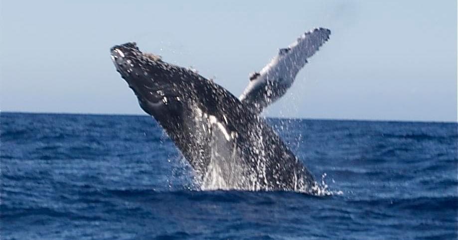 Whale and Dolphin Watch