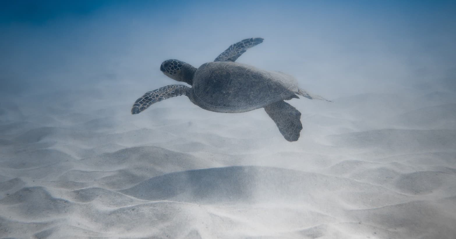 Turtle Canyon Snorkel Expedition