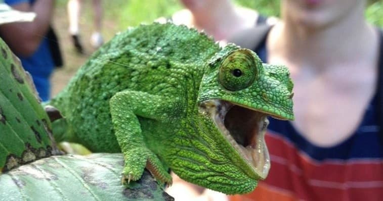 Afternoon Waterfall Walk & Swim