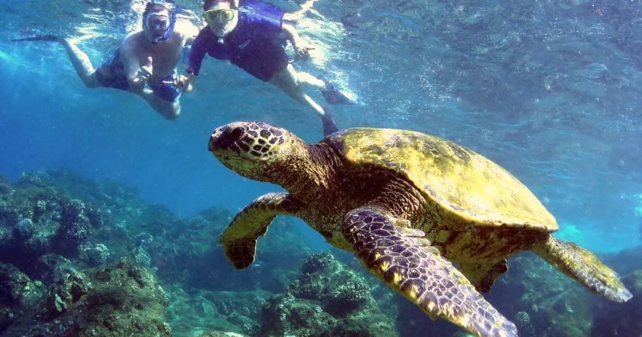 Shoreline Snorkel at Turtle Reef - Olowalu Beach