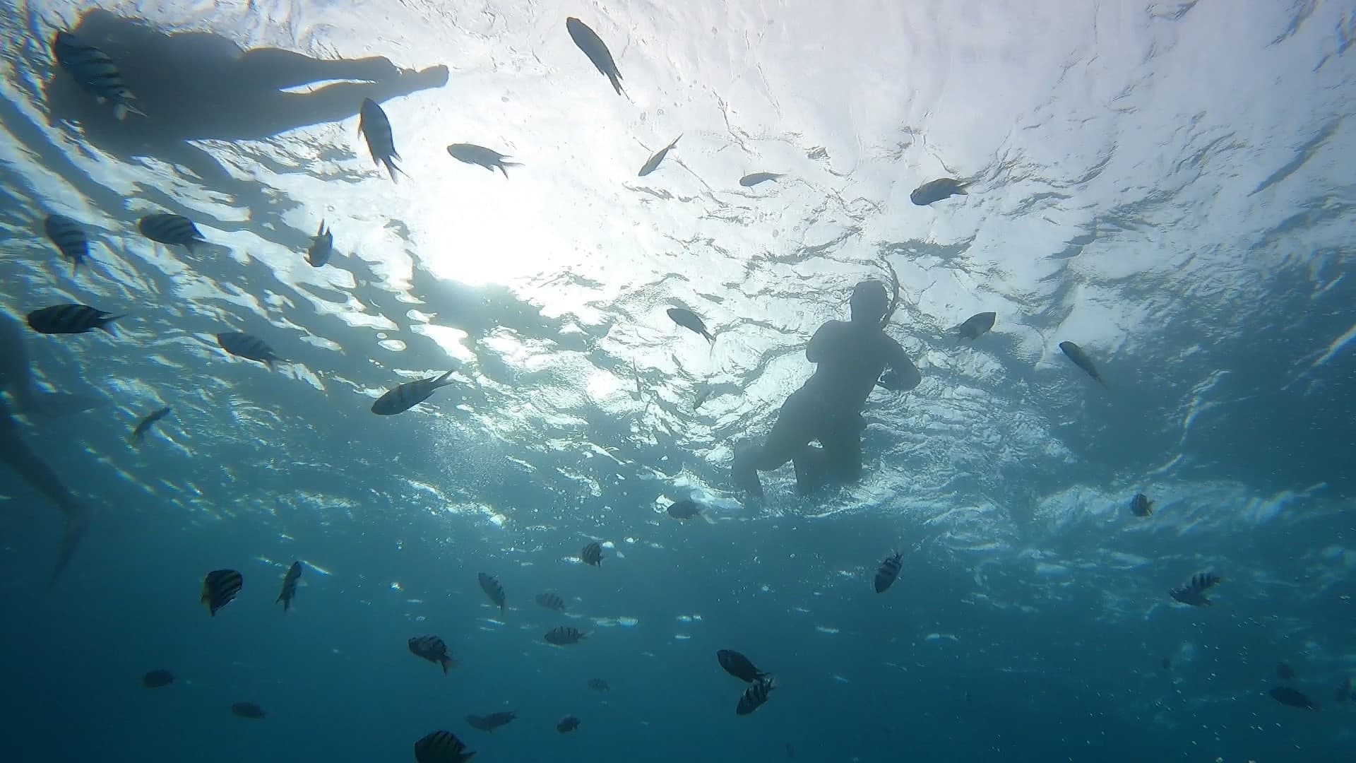 Private Snorkel Tour from Shore