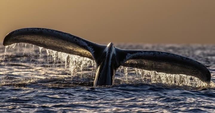 4 HOUR Whale Watch Photography Expedition  + Snorkel *Private Charter*