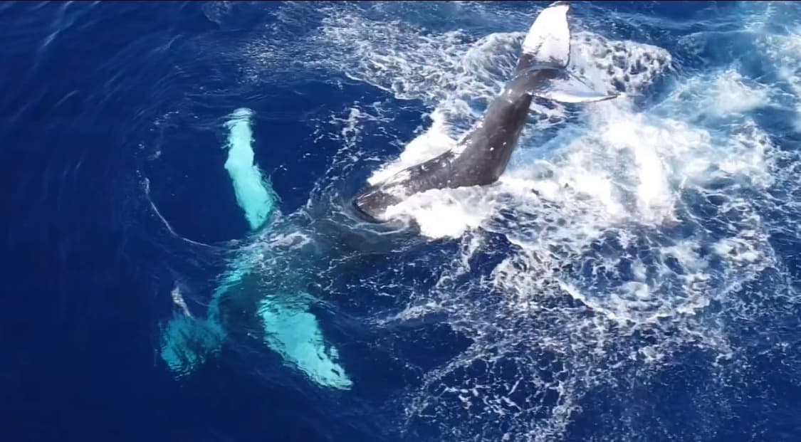 Best Big Island Whale Watch