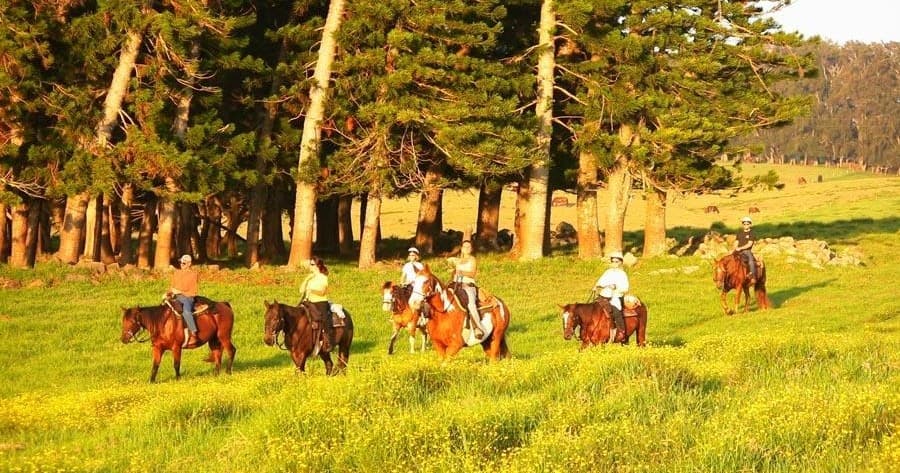 ⭐️PRIVATE Afternoon Paniolo Ride