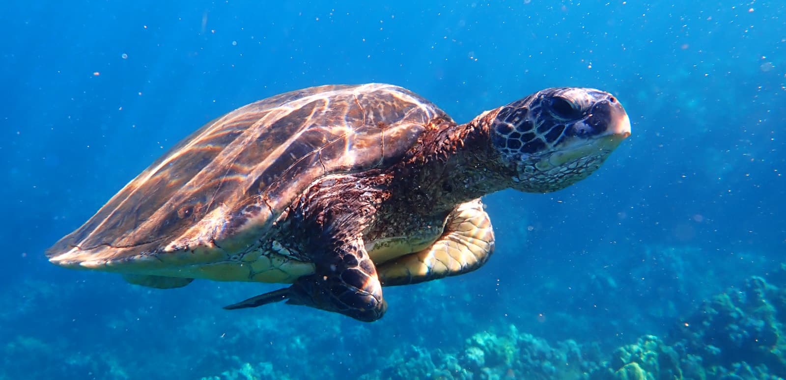 Andaz Snorkel Outrigger Canoe Tour