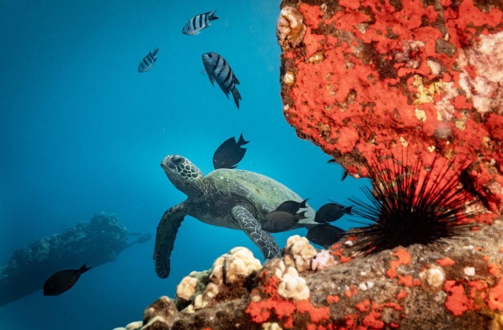 Dive Turtle Reef