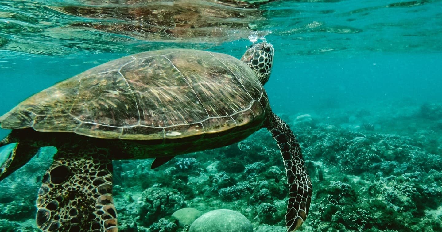 Tunnels Private Shore Dive • Two Tanks