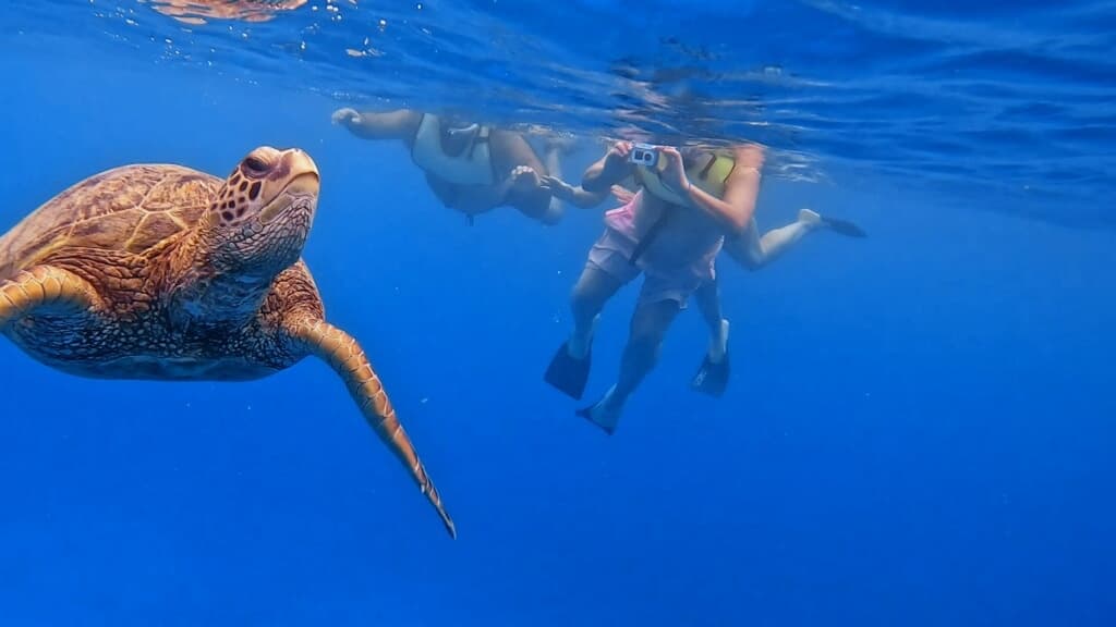 Snorkel with Turtles