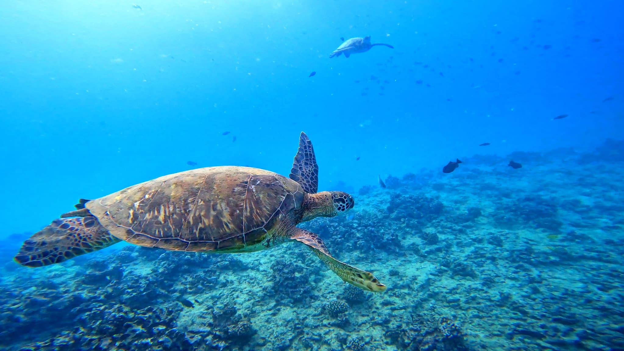 Waikiki Turtle Canyon Snorkeling 6 in 1