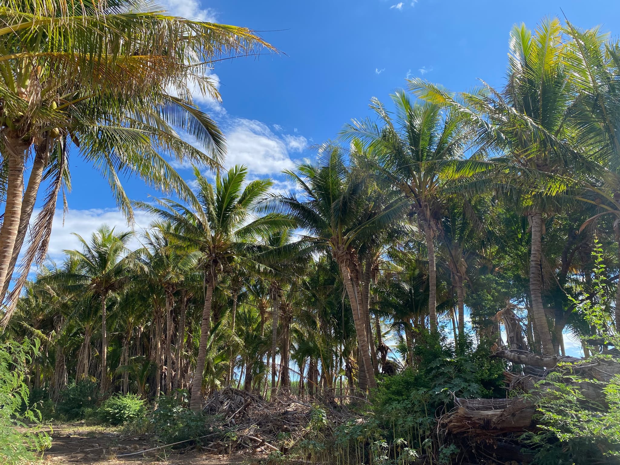 Tour a hidden Mango Coconut Orchard & Taste the land