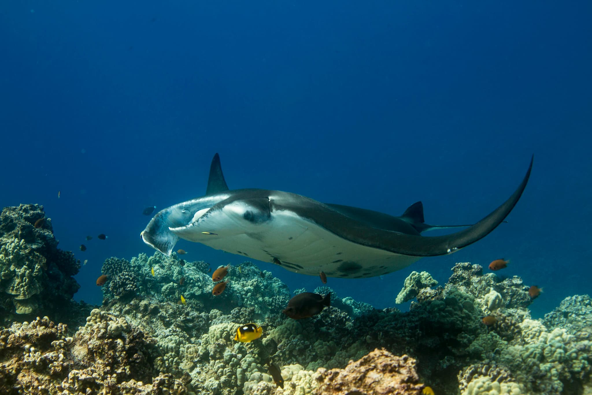 Daytime Manta Encounter and Whale Watch