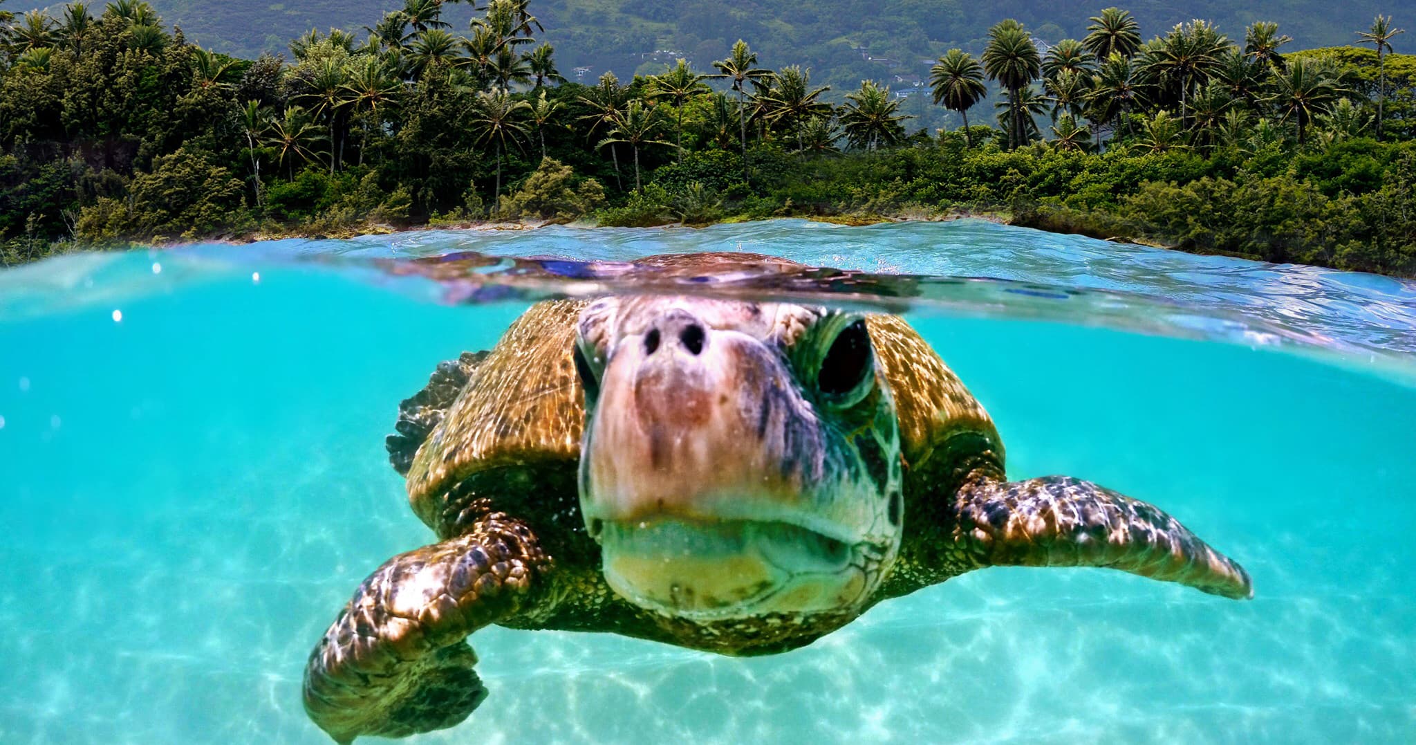 North Shore Snorkel Tour