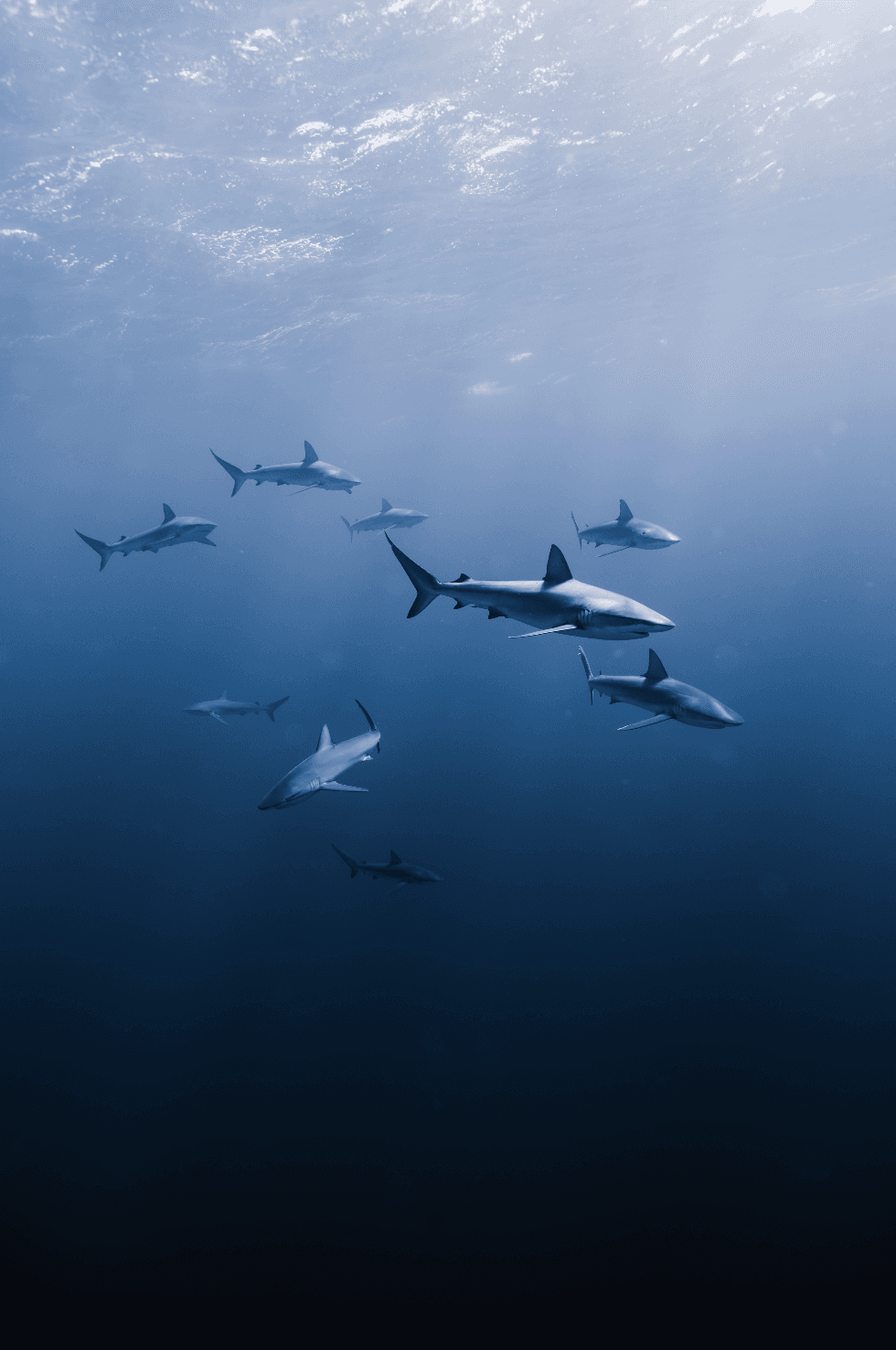 Marine Wildlife Snorkel Tour: Sea Tiger Shipwreck & Sharks