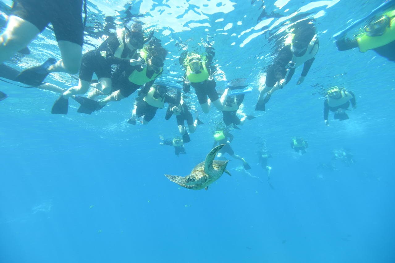 2 Hour Snorkel with Turtles + Water Scooter + Paddleboard