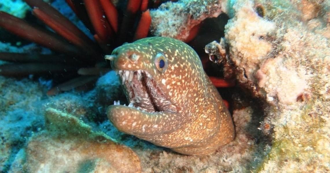 Open Water Certifications