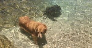 North Shore Turtle Tours