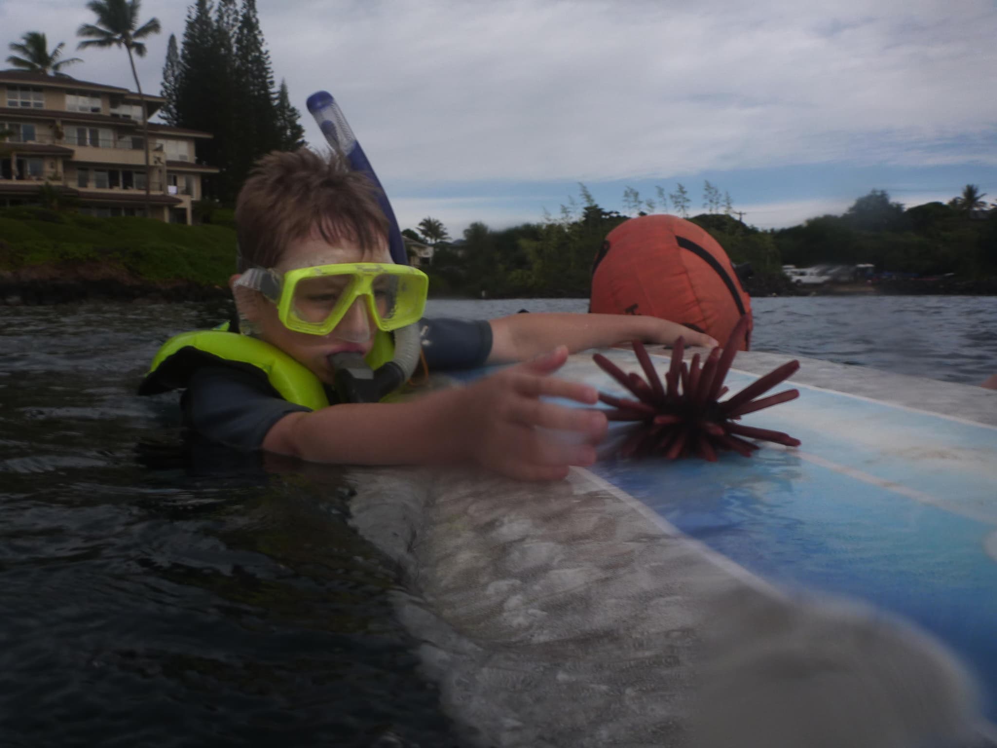 Snorkel Turtle Tours