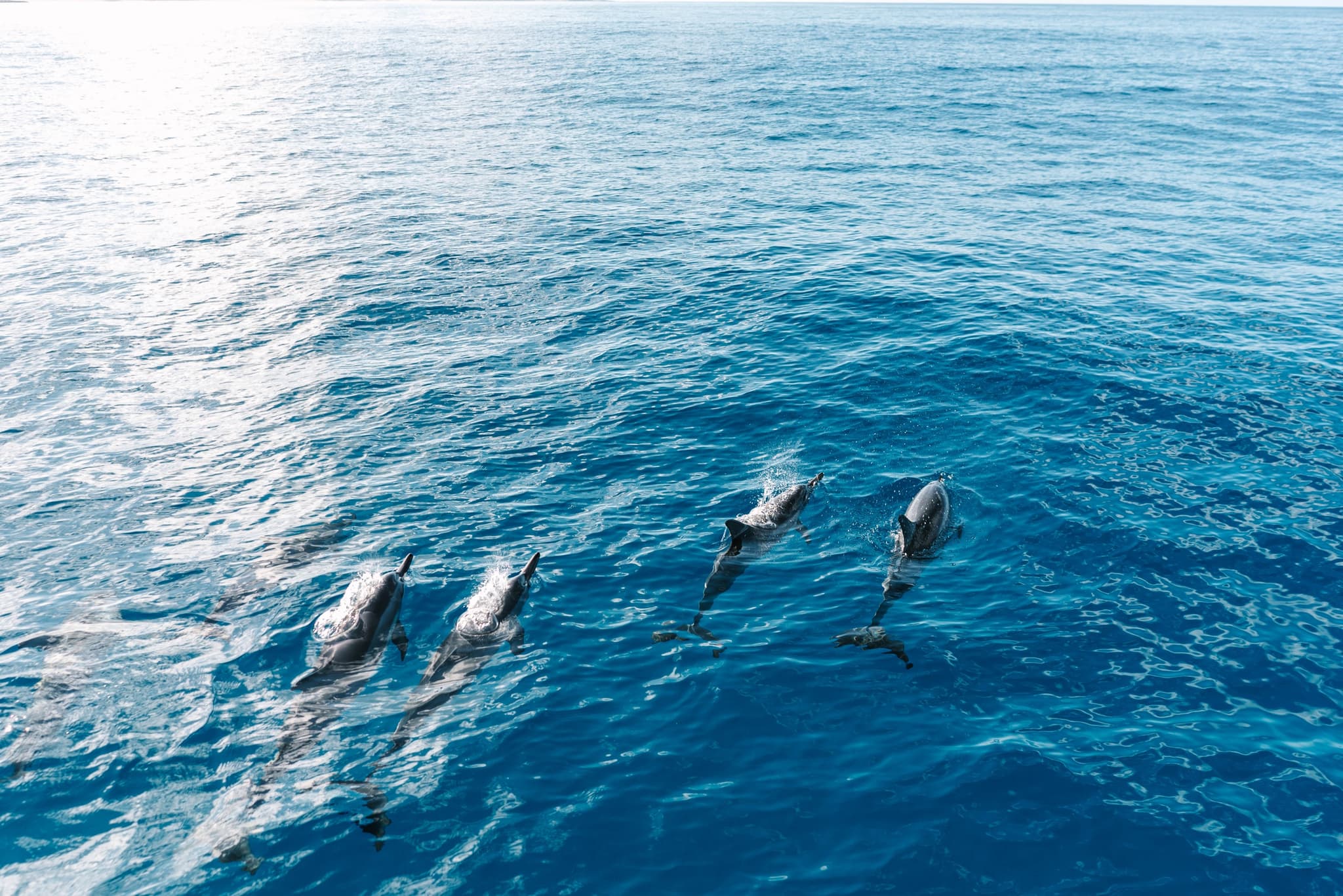 Kealakekua Bay: 3-Hour Snorkel & Dolphin Watch with Lunch