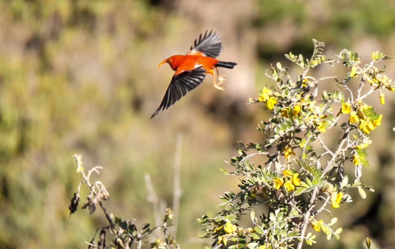 Haleakala Summit Day/Sunset Hiking Adventure