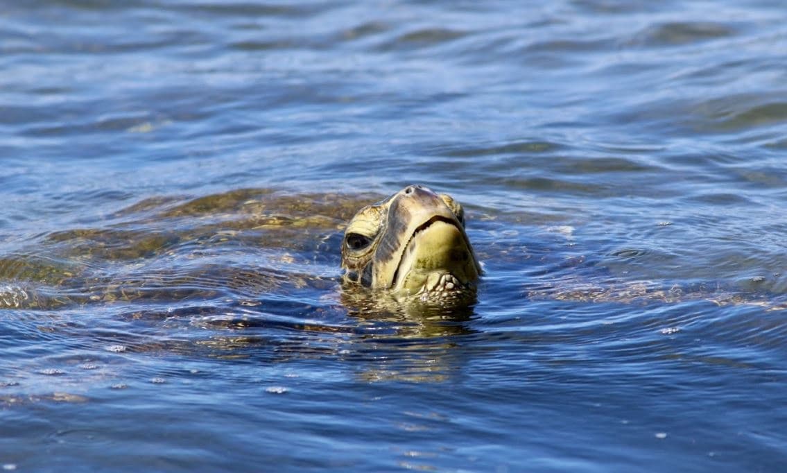 River Turtle Tour and SUP Lesson