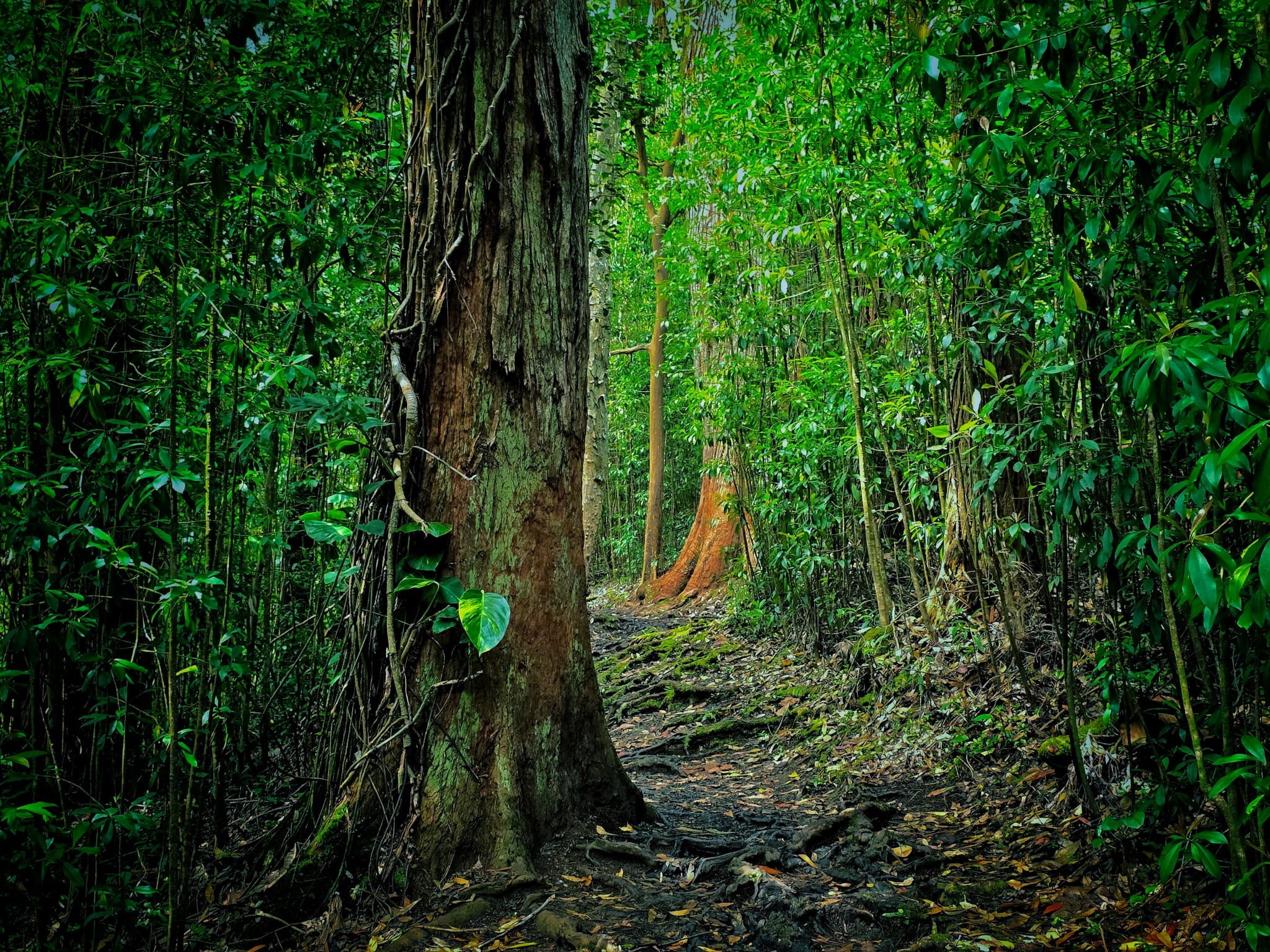 East Maui Hiking Experience