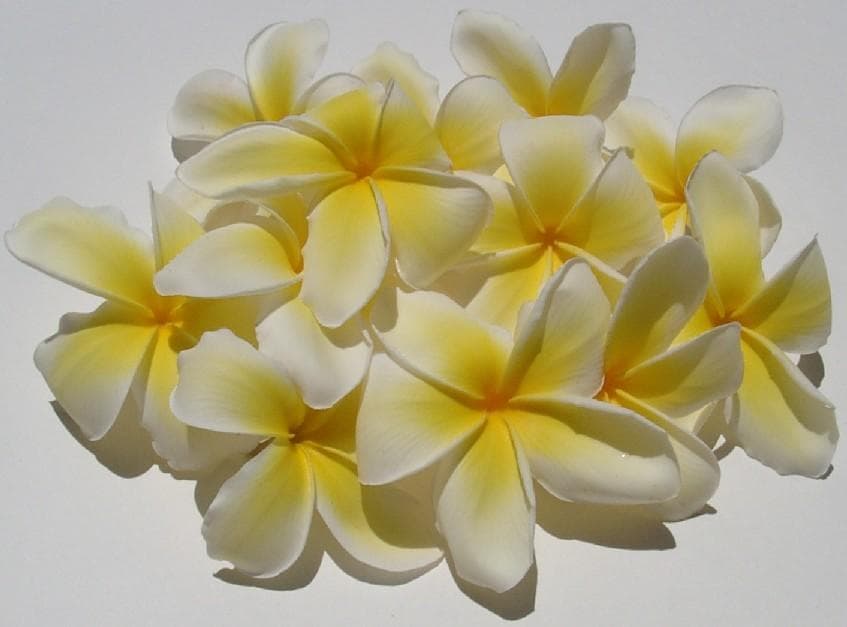 Fresh Flowers & Leis $25.00