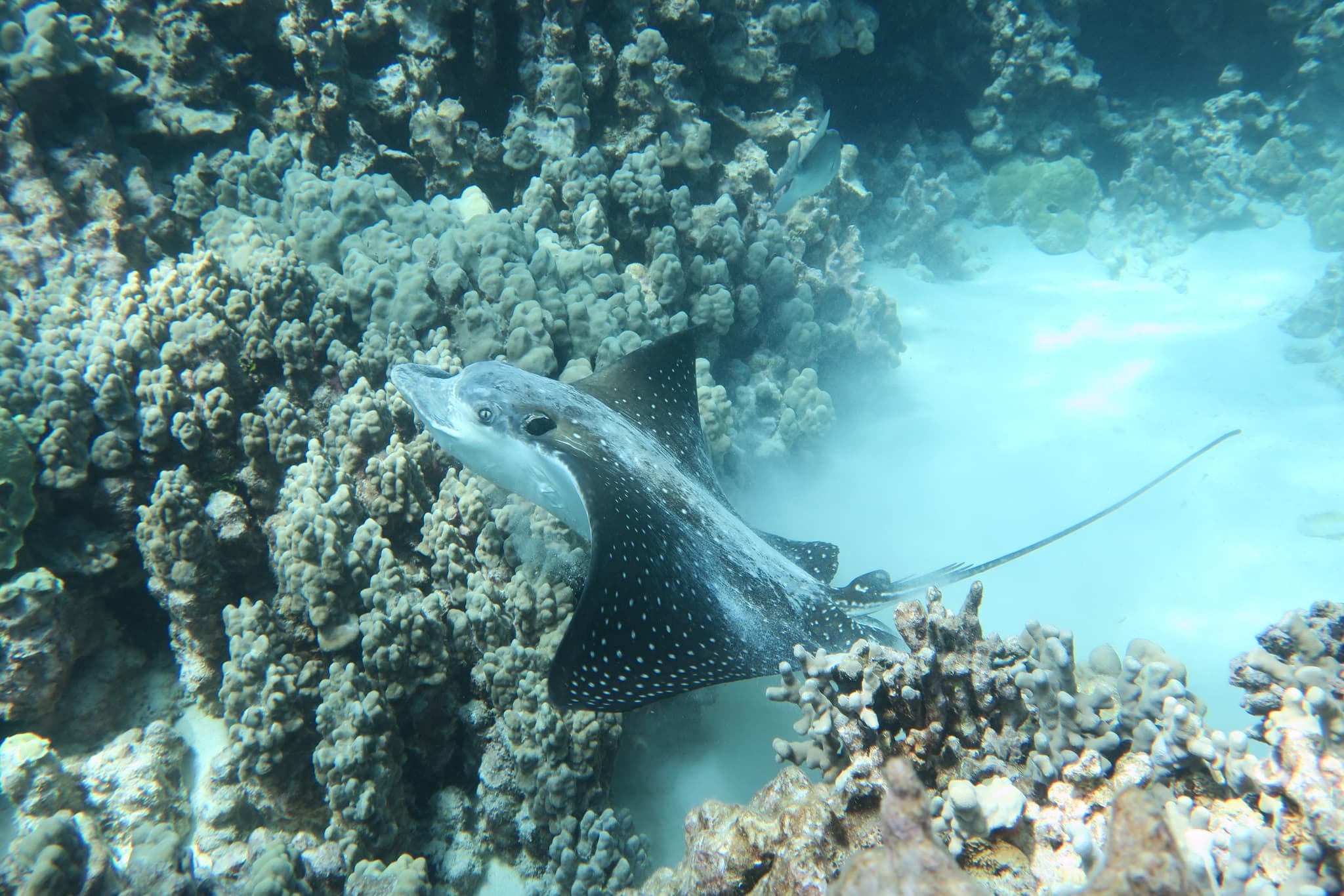 Private Big Island Snorkel Tour