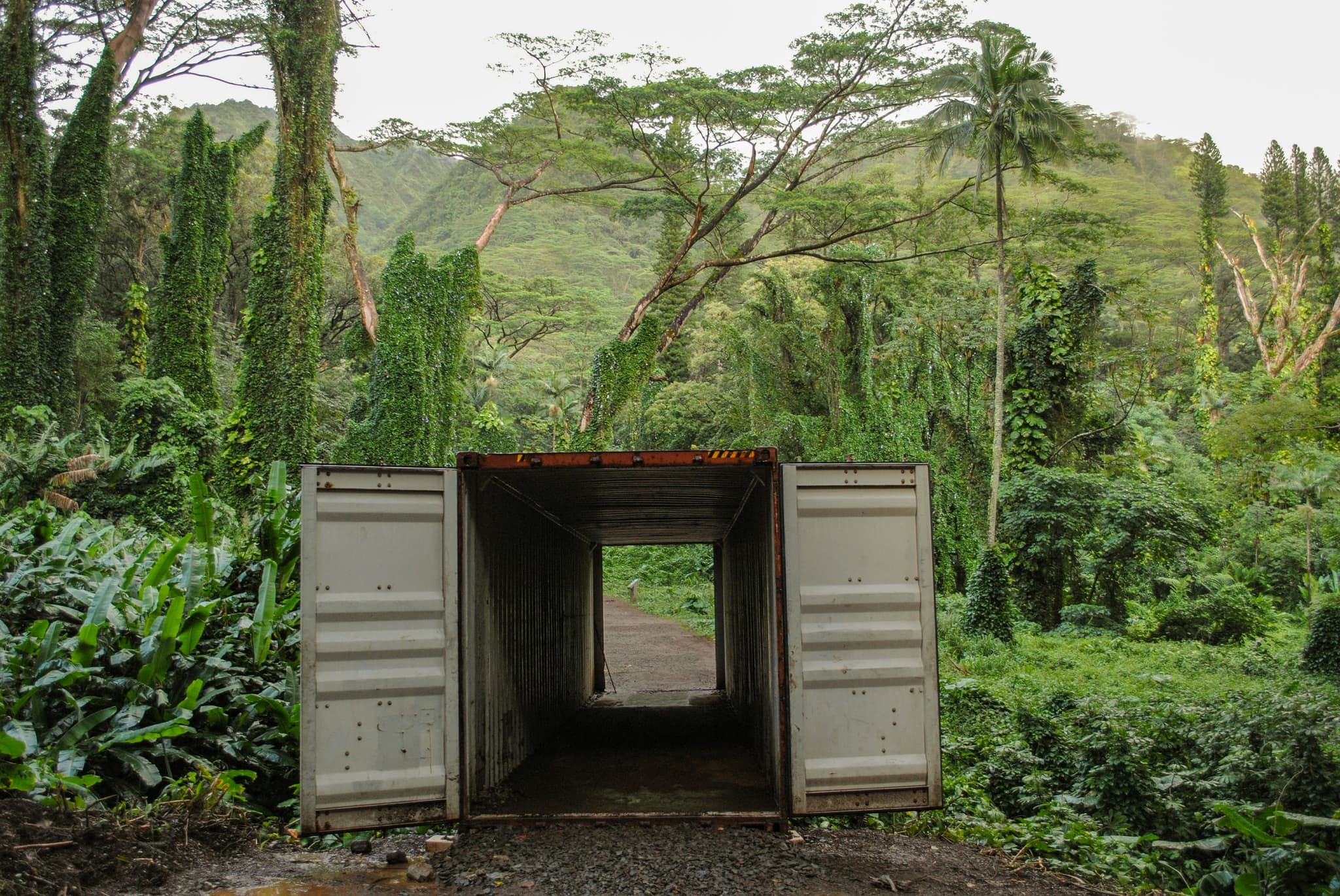 Manoa Falls Bike And Hike