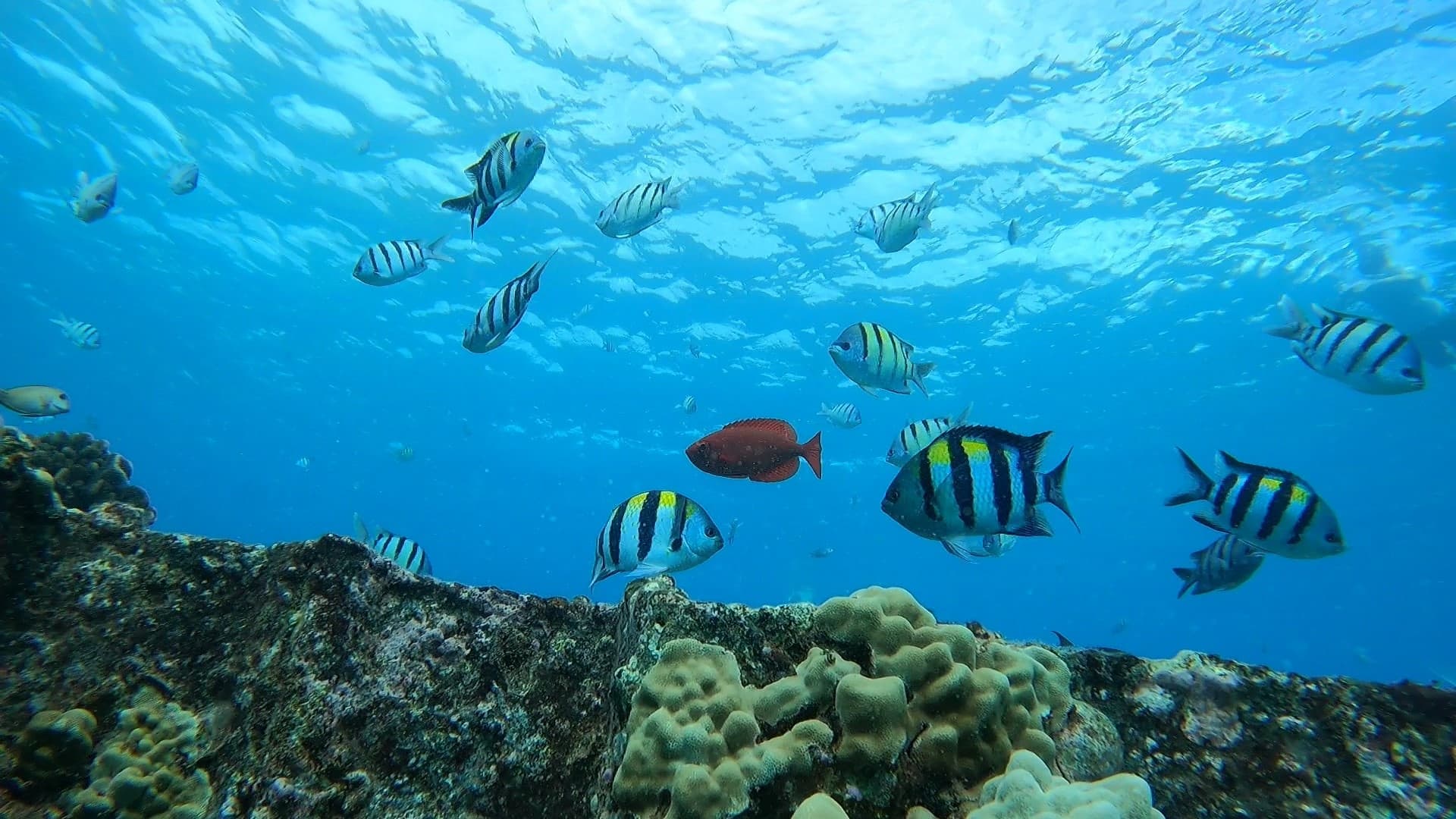 Marine Ecology Tour SNORKEL