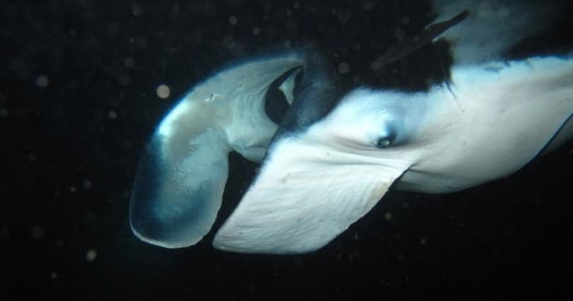 Night Manta Ray Tour | Departs Keauhou Bay