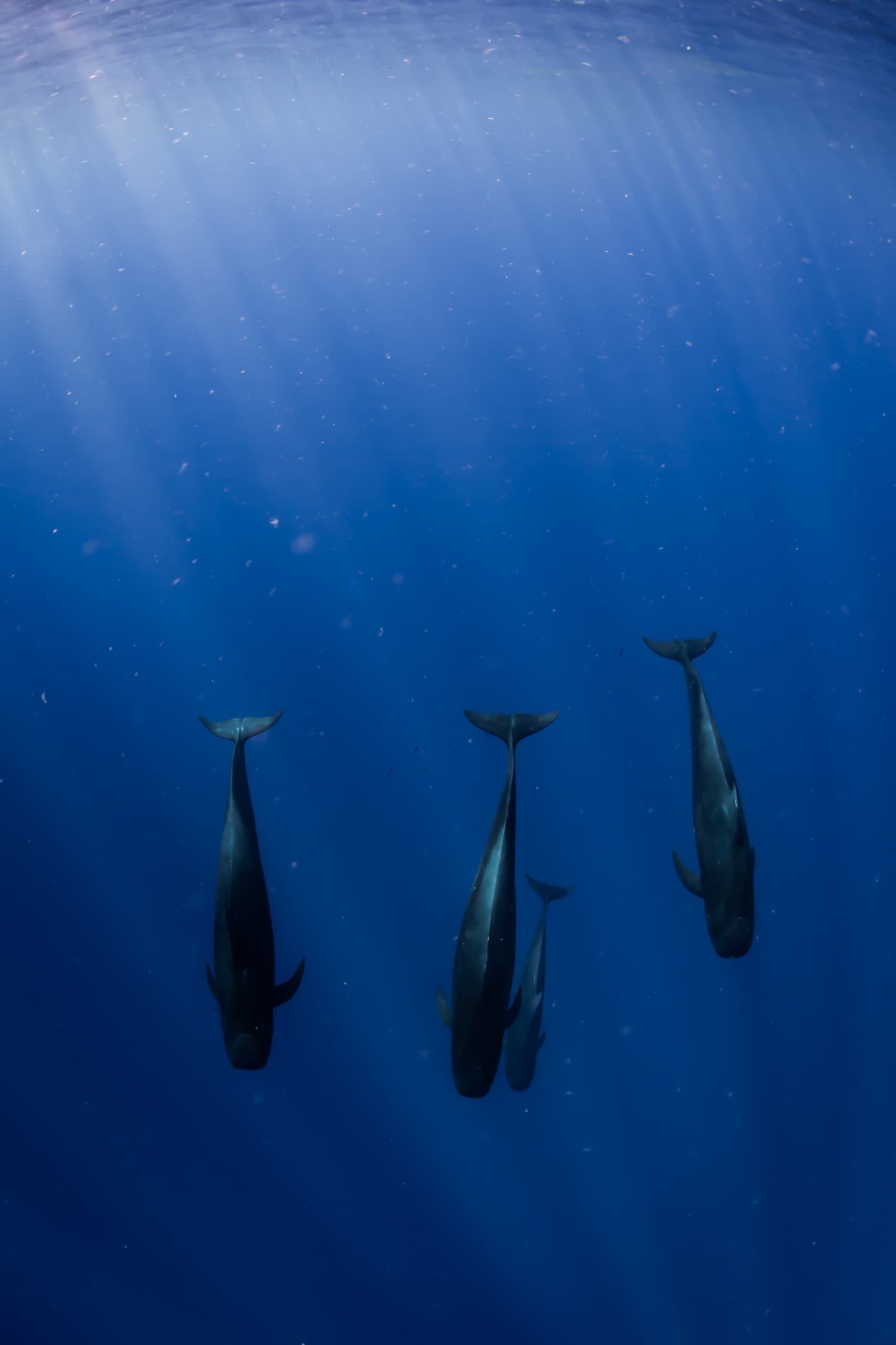 Cetacean Observation