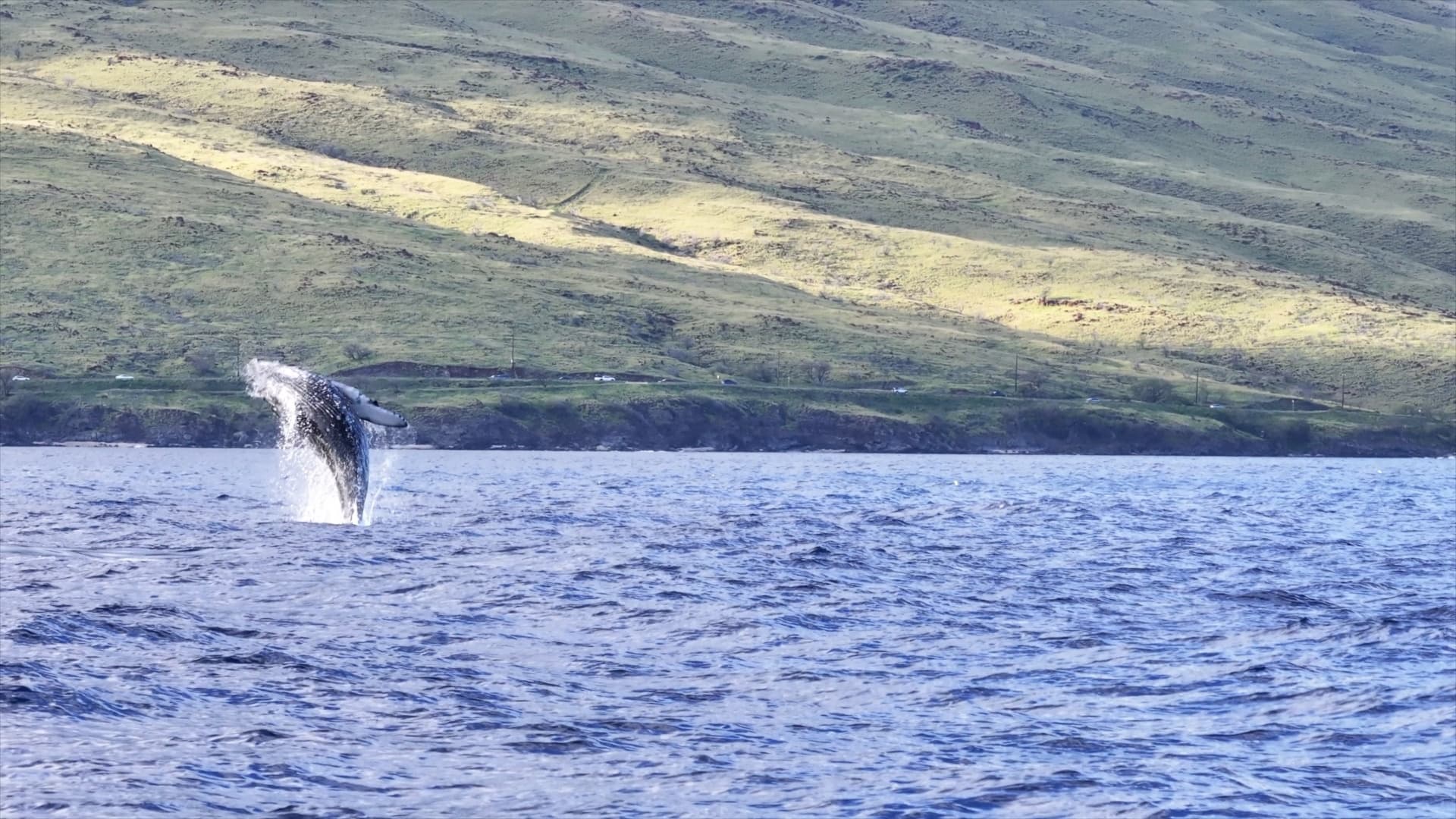 Private Whale Watch Cruise • Catamaran Artemis