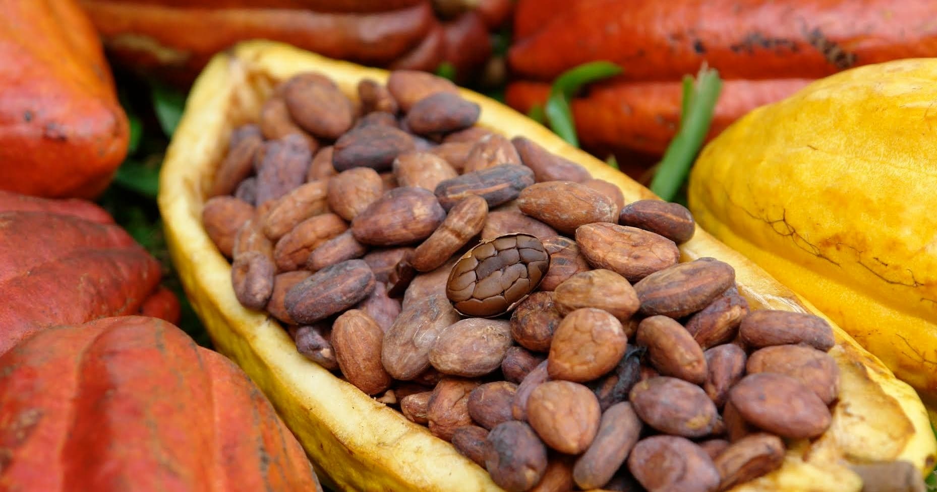 Chocolate Tour & Tasting