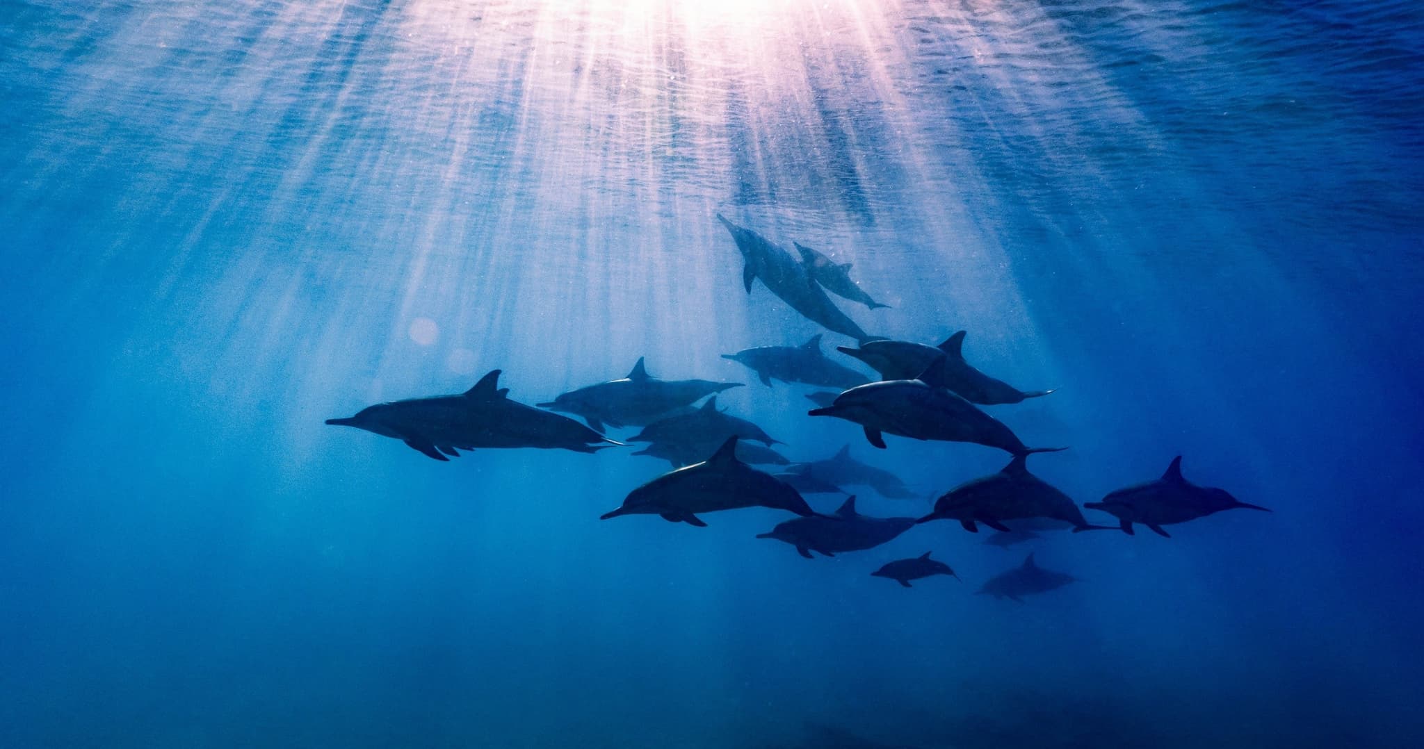 2.5 Hour Cruise | 7-12 Guests