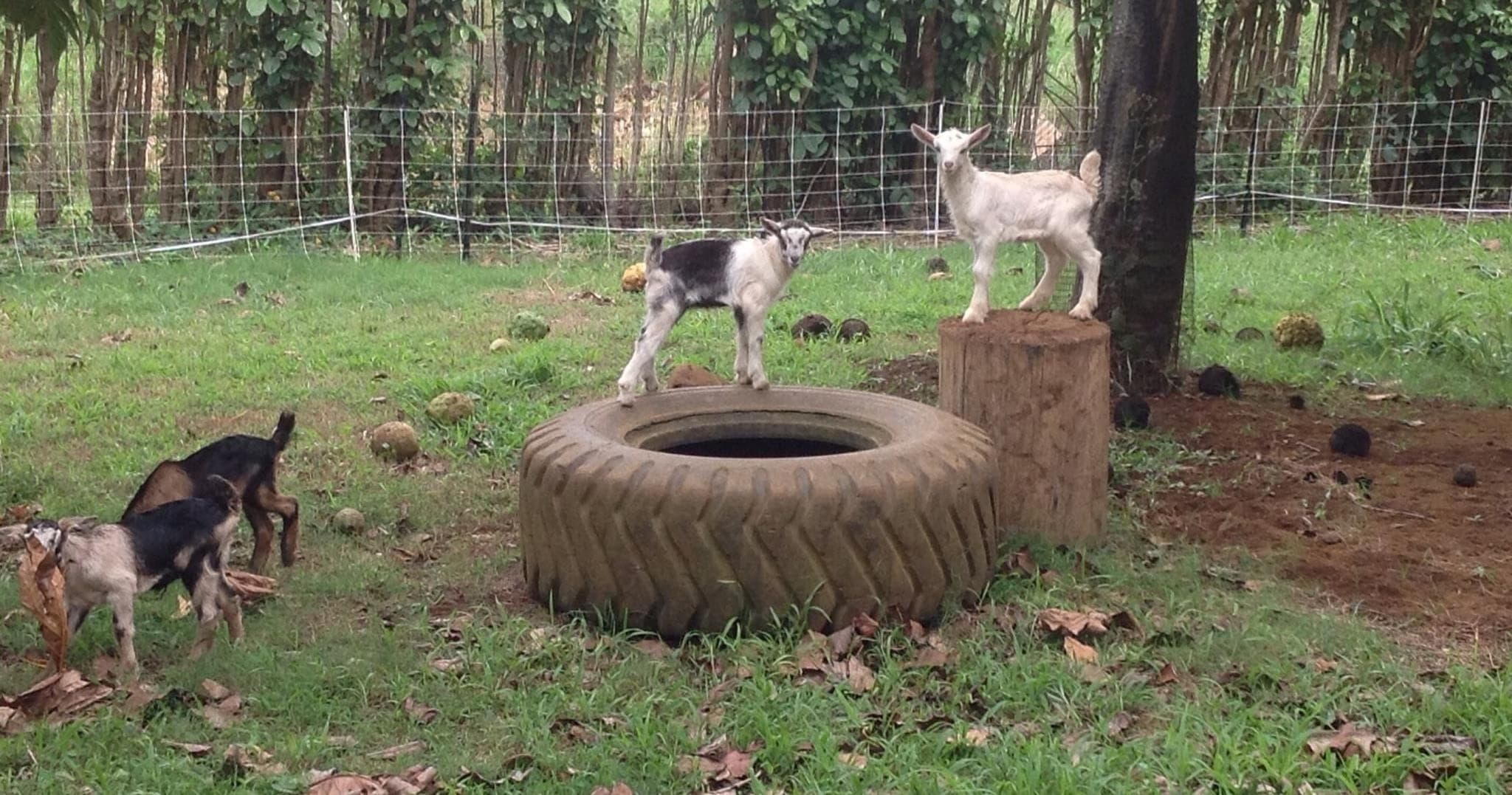 Organic Farm and Goat Dairy Tour