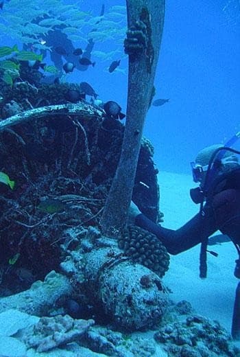 Magnificent 2 Tank Shipwreck and/or Reef Boat Dive - Certified Only