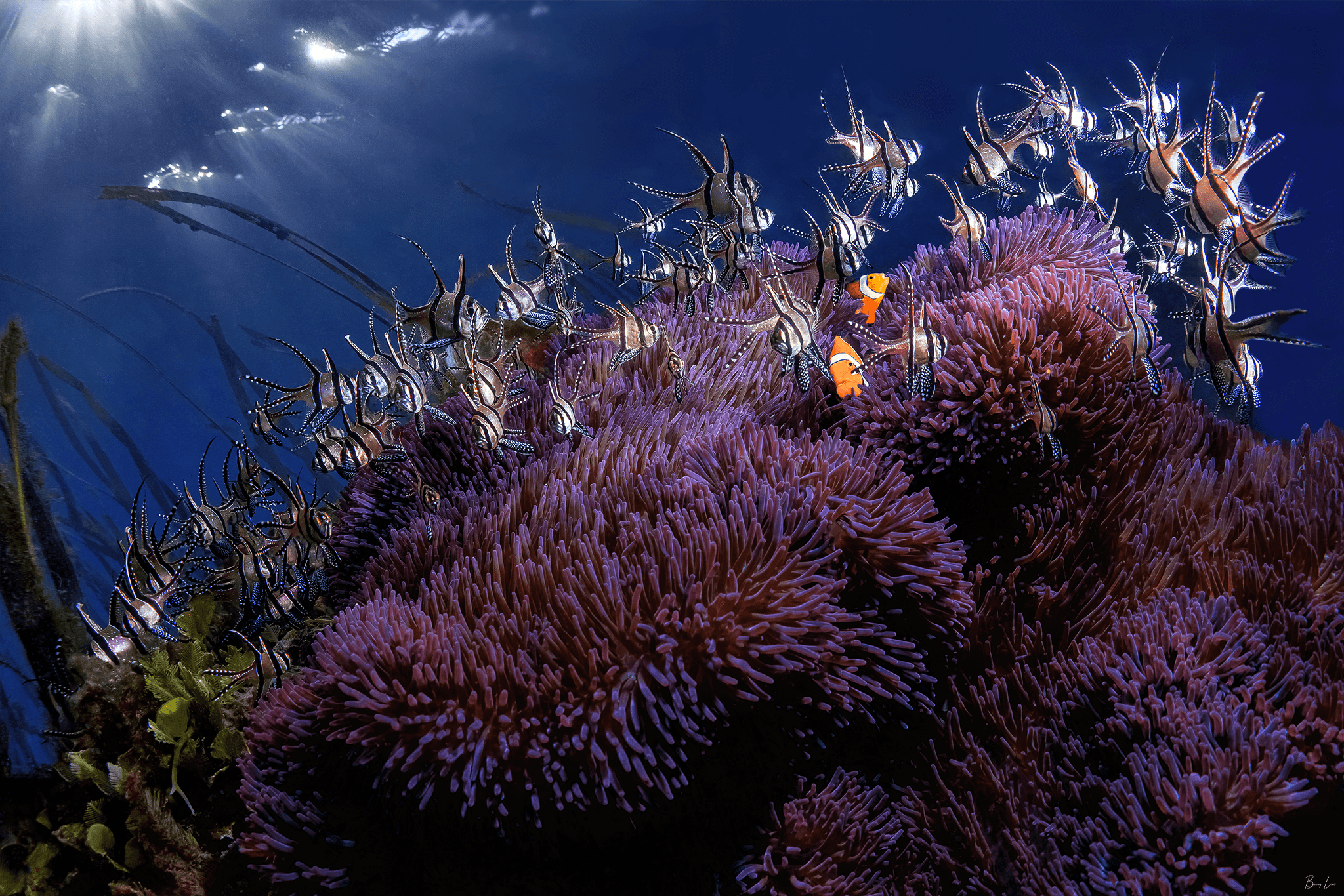 4 Divers - Private Two Tank Excursion with Barry