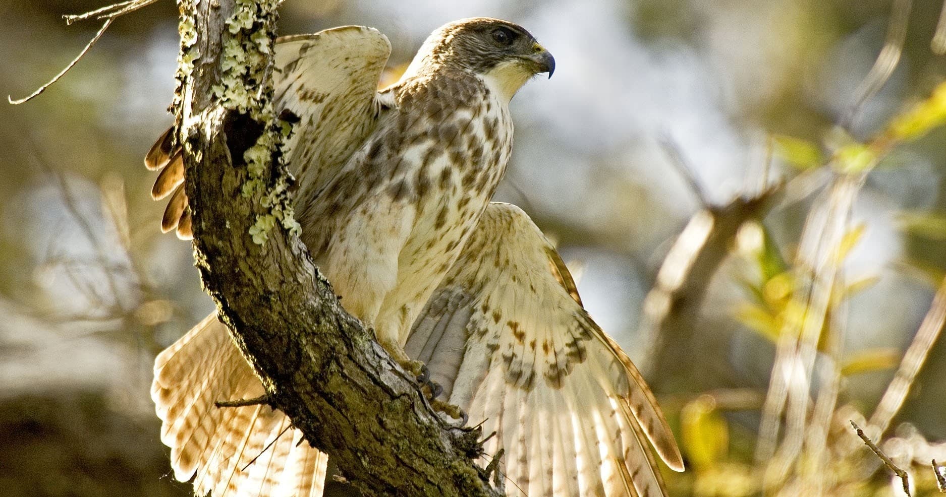 Hakalau Forest Reserve Birdwatching Exclusive - Private Ohana Outing