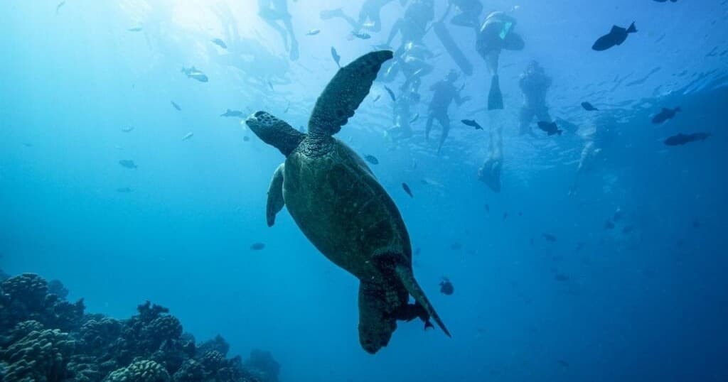 Waikiki Snorkel Tour