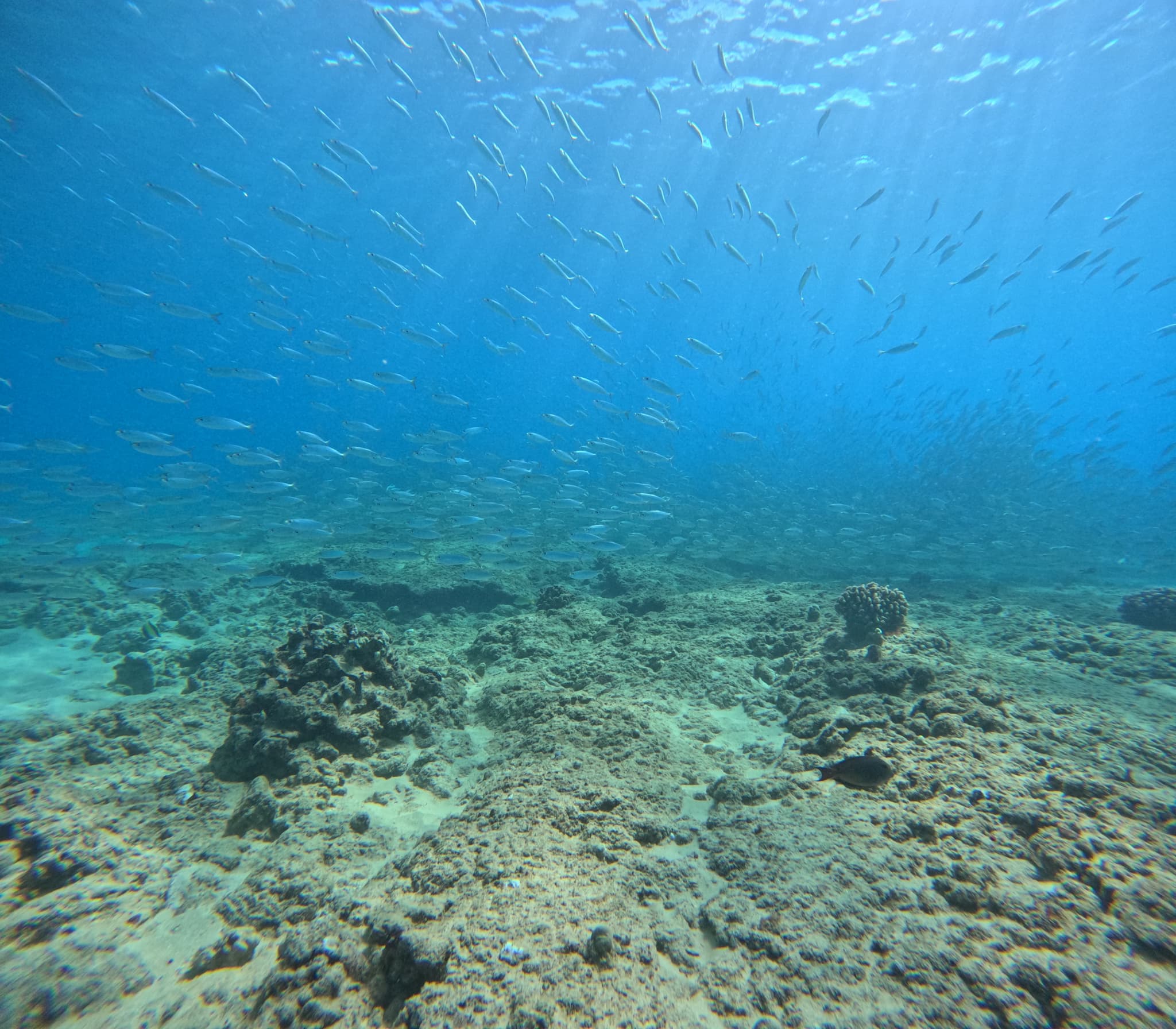 Electric Beach Snorkel Adventure