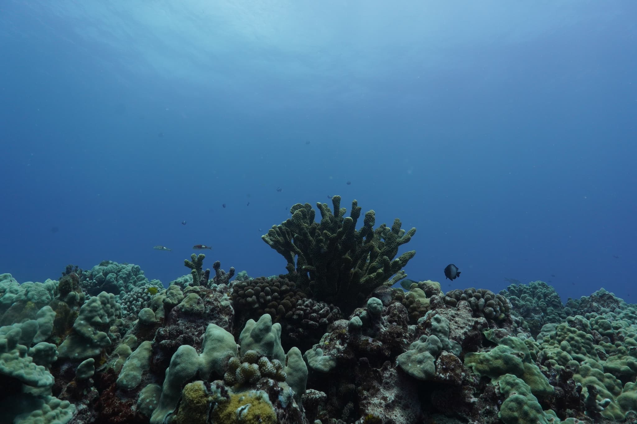 Scientific Divemaster Internship