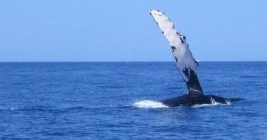 Whale and Dolphin Watching