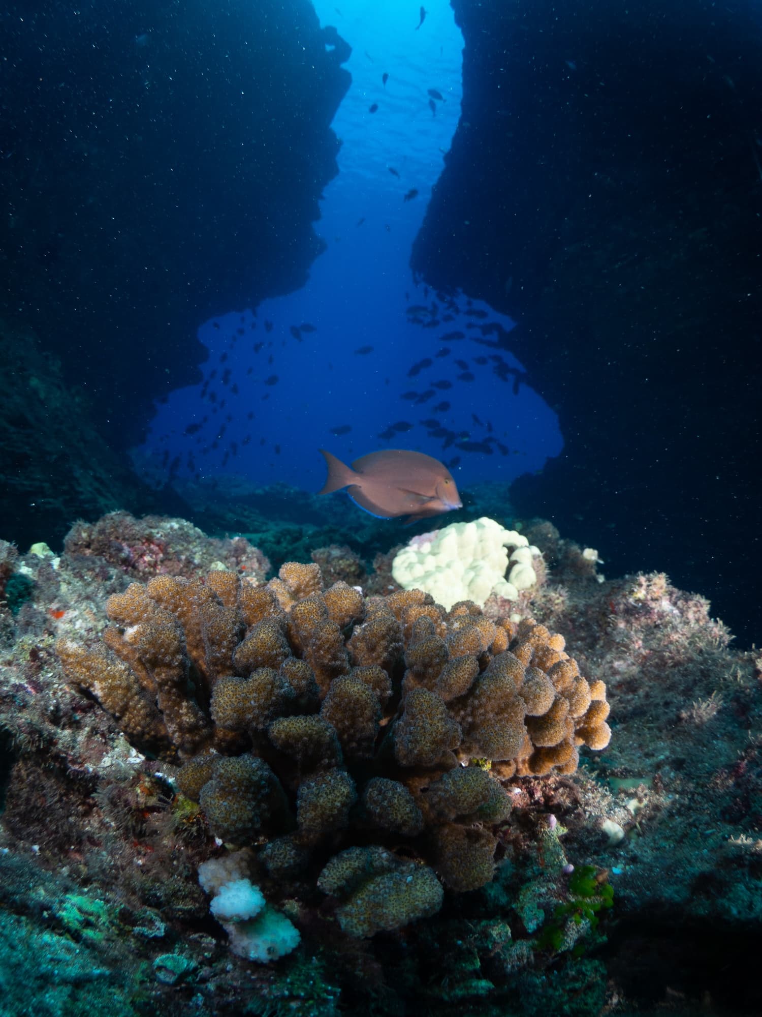 Koloa Landing Night 1-Tank Shore Dive