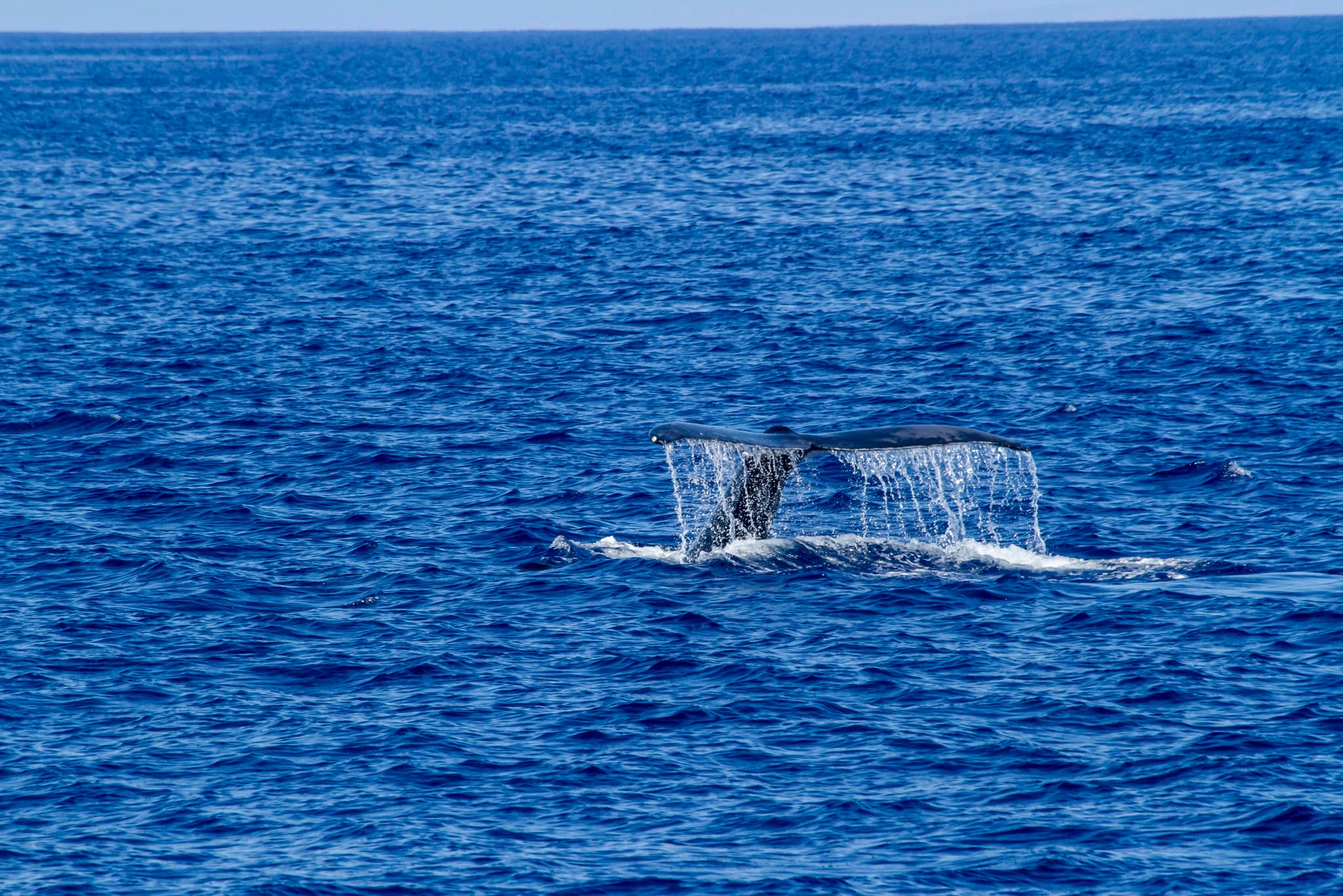 Daytime Manta Encounter and Whale Watch