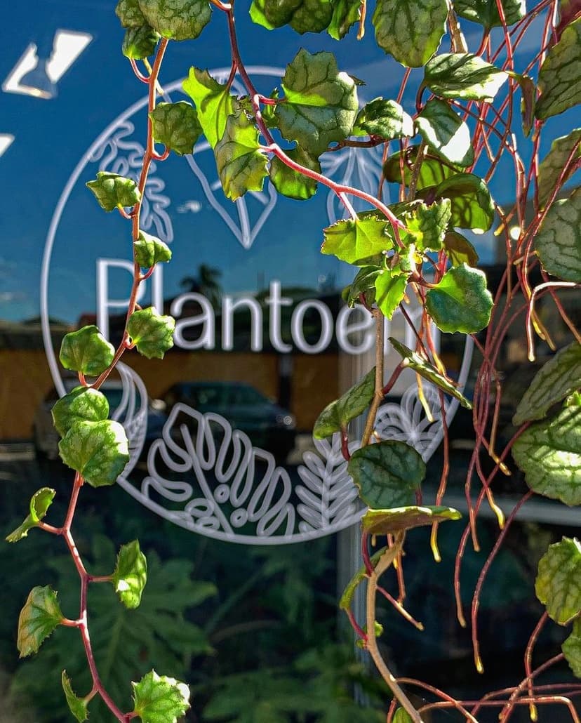 Jungle Yoga & Sound Bath at Plantoem