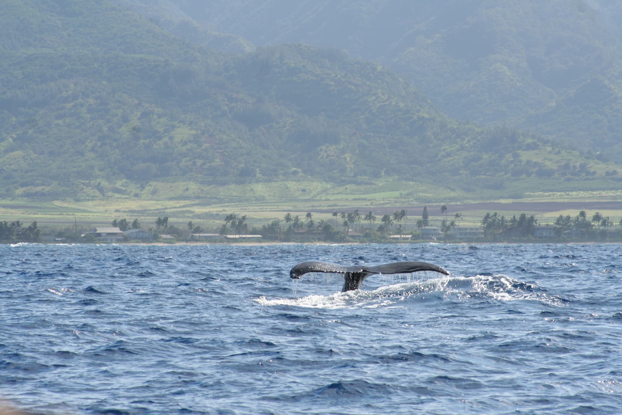 1.5 Hour Whale Watching Tour