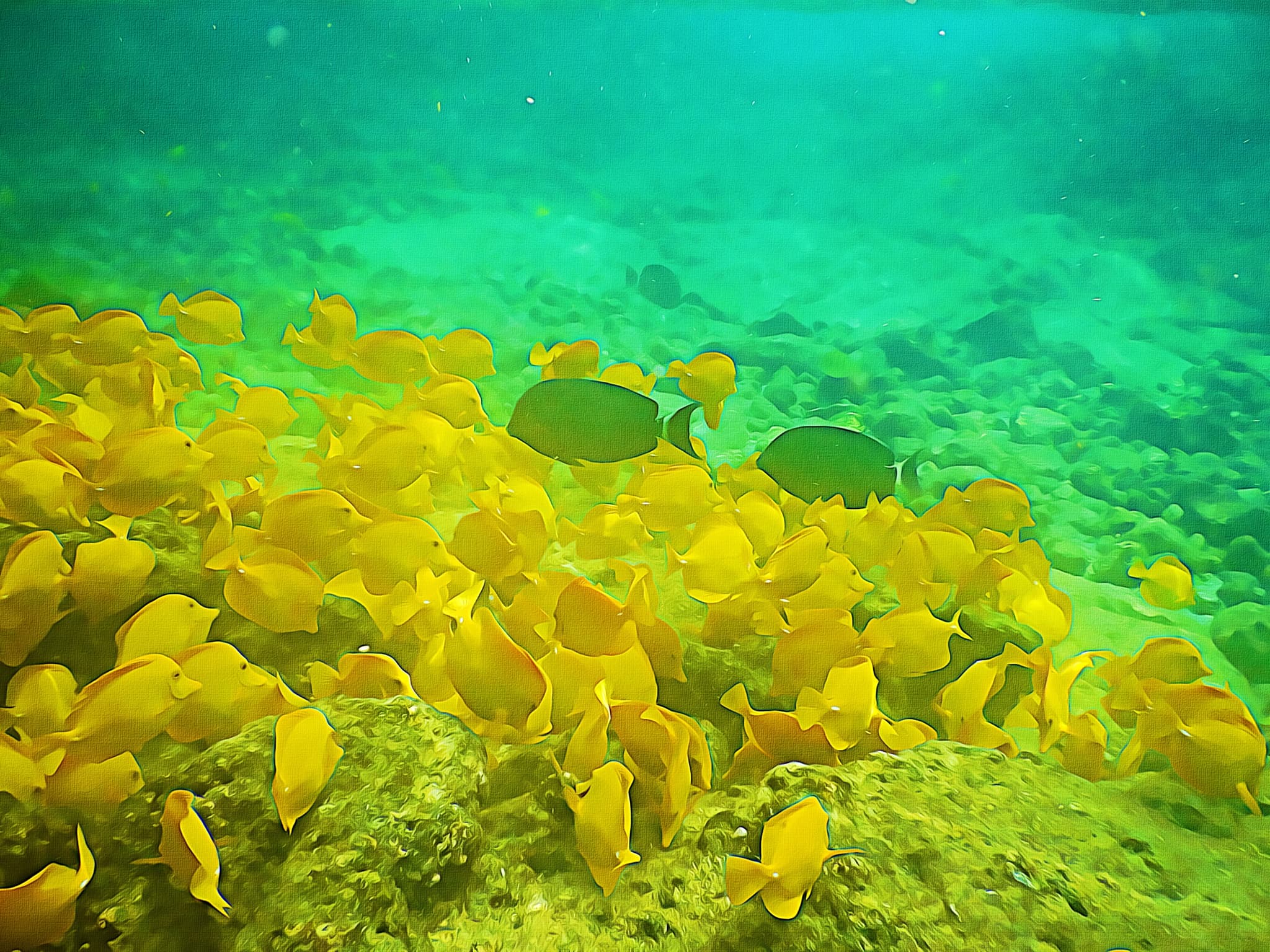 Small Group Snorkel & Dolphin Charter | Departs from Keauhou Bay