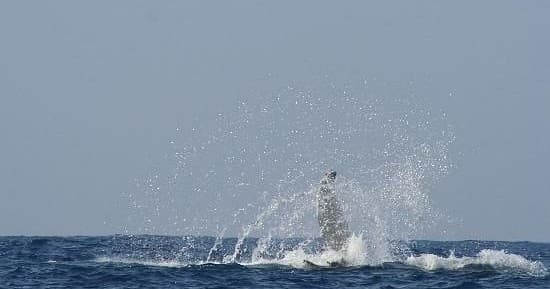 Whale Watching - Afternoon Whale Watching Tour