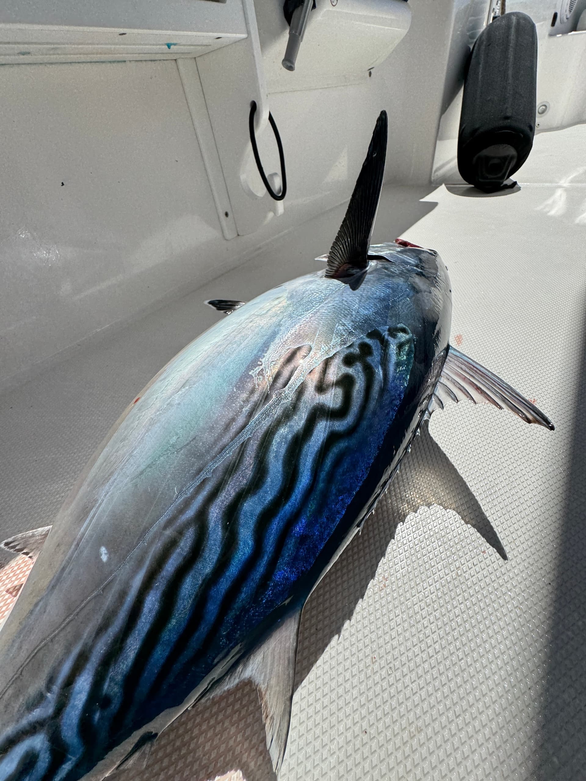 Marine Wildlife Snorkel Tour: Sea Tiger Shipwreck & Sharks