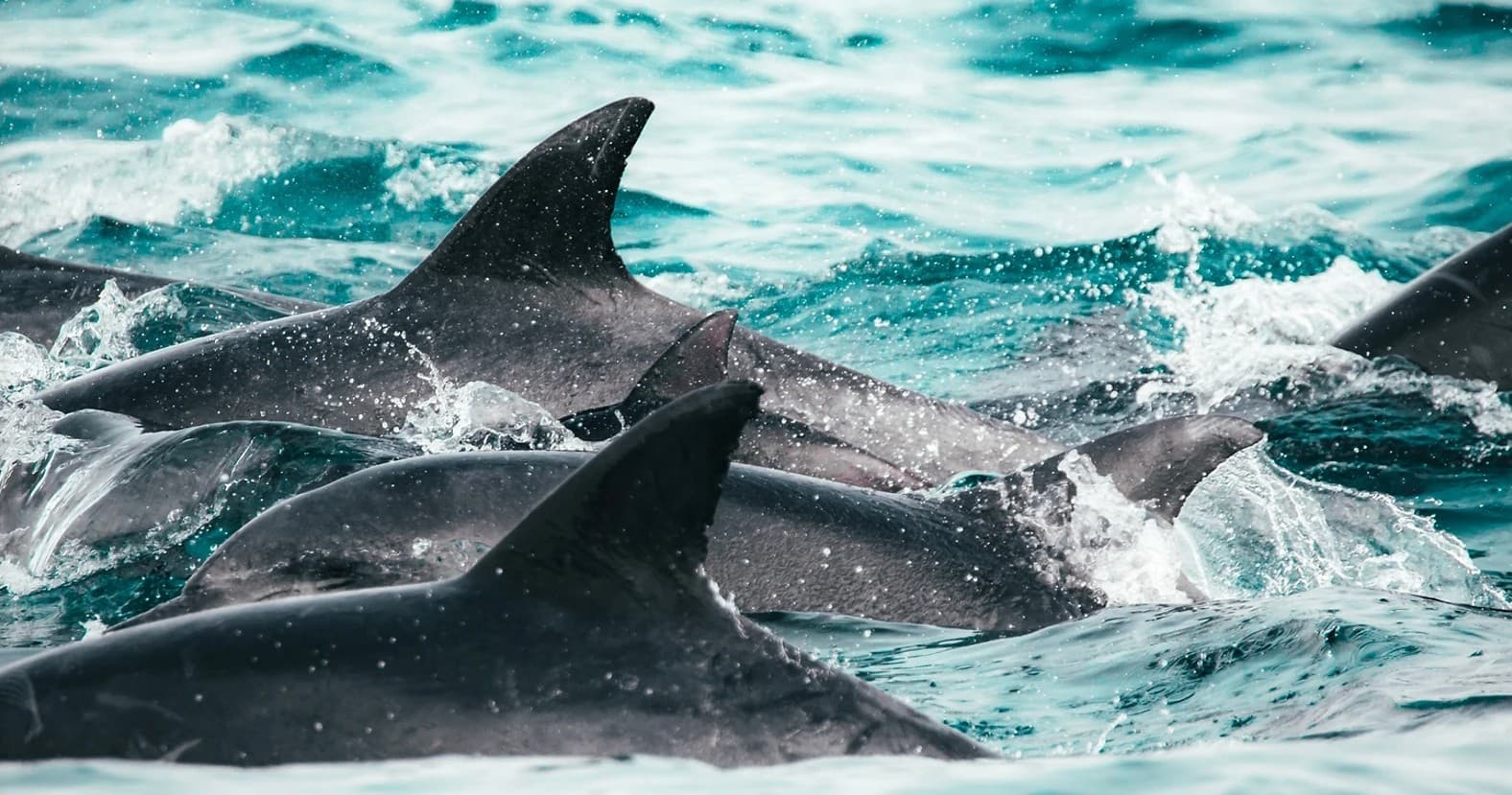 OCEAN SAFARI [Wildlife Boat Tour]